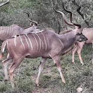 Sonador Bush House Villa Marloth Park Exterior photo